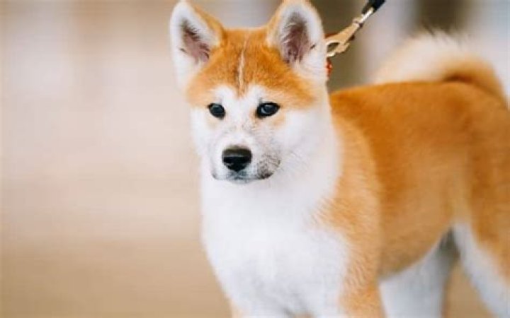 Are Any Dog Breeds Banned In The Us