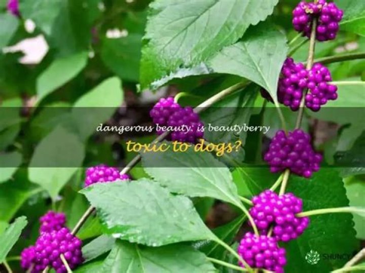 Are Beautyberry Poisonous To Dogs