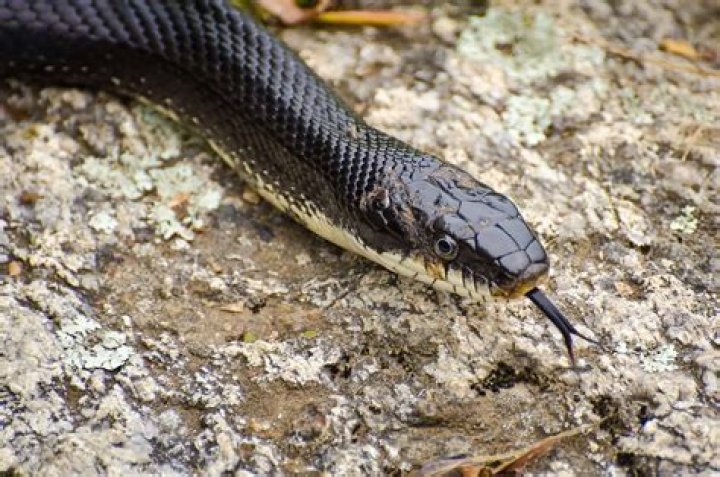 Are black snakes with white stripes poisonous