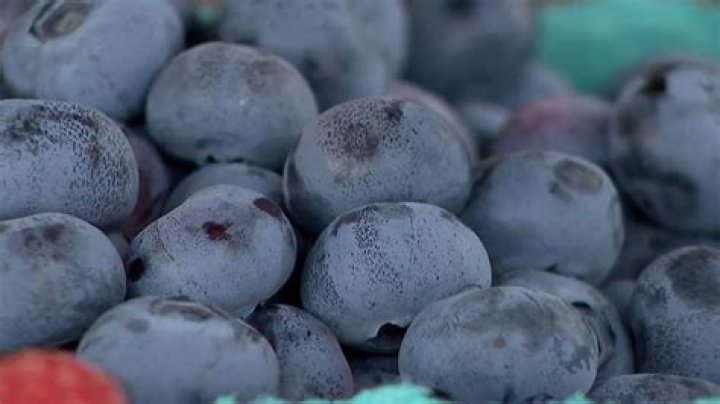 Are blueberries invasive