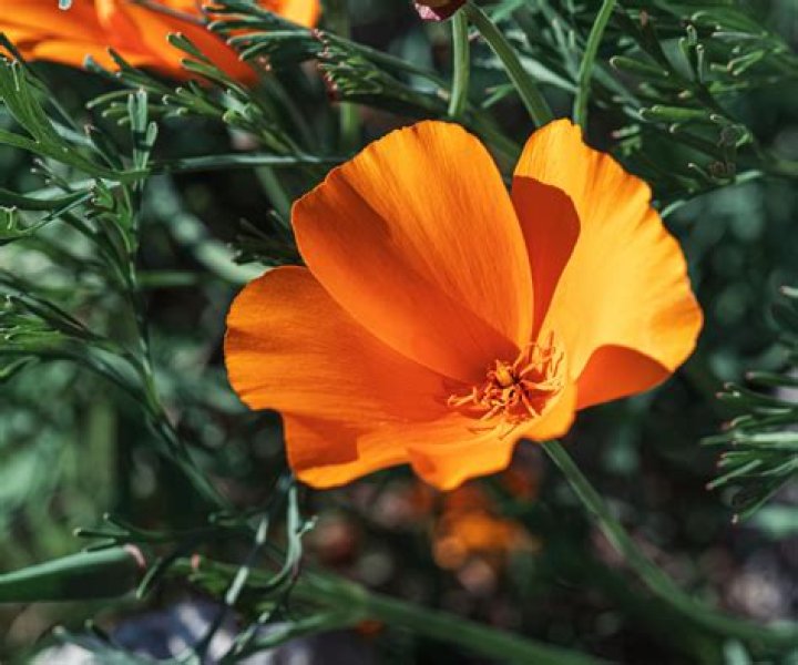 Are California poppy seeds poisonous