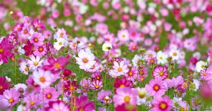 Are Cosmos Flowers Dog Friendly