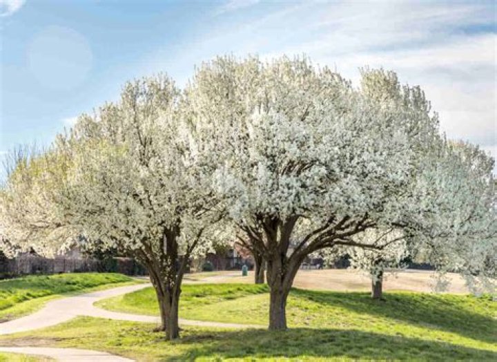 Are flowering pear trees messy