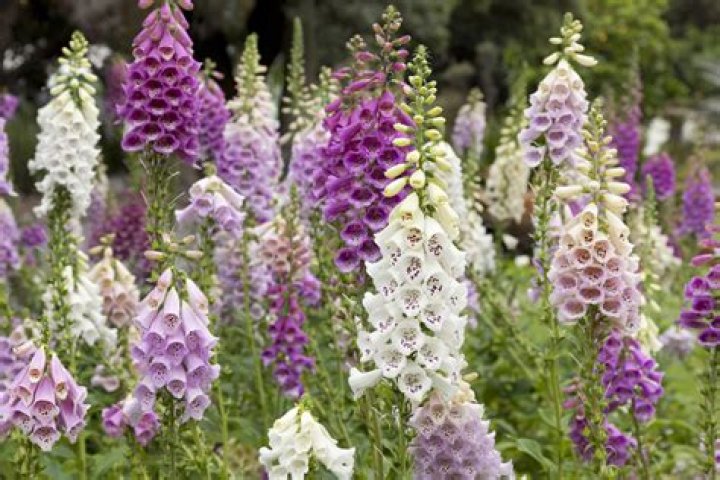 Are foxgloves biennial