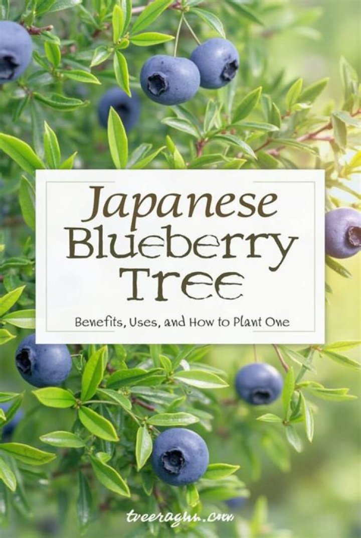 Are Japanese blueberry trees poisonous