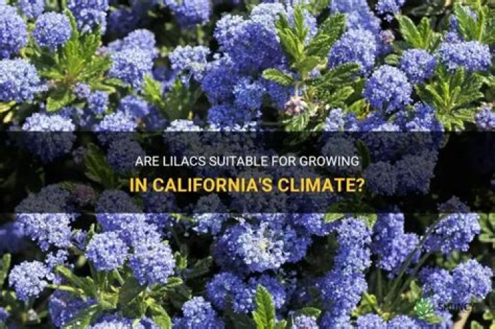 Are lilacs native to California