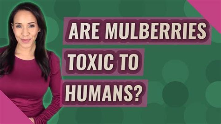 Are mulberries toxic