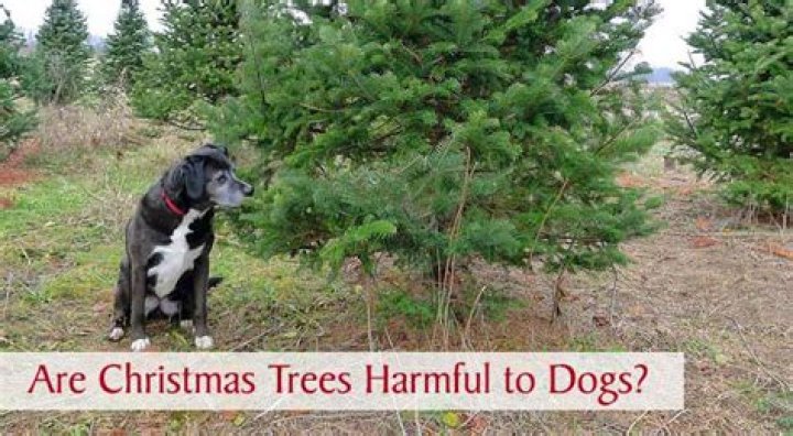Are pine trees dangerous to dogs