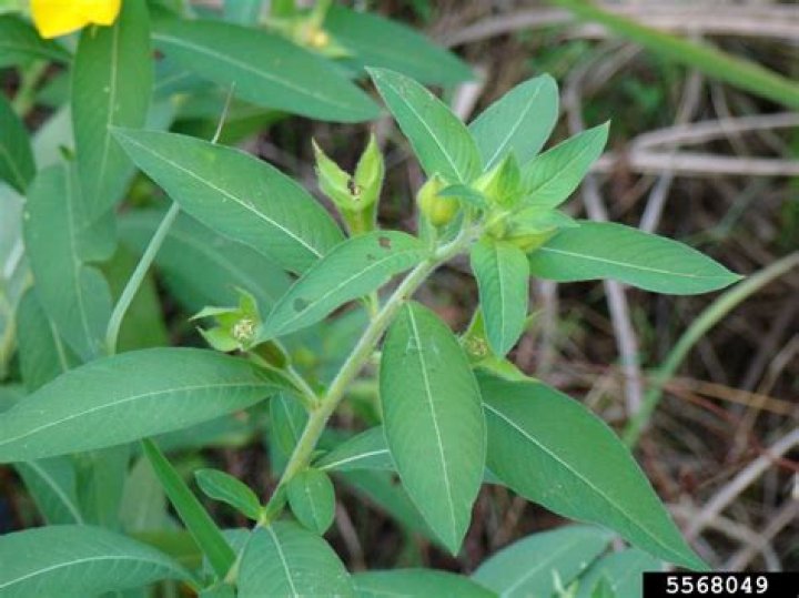 Are primrose leaves edible