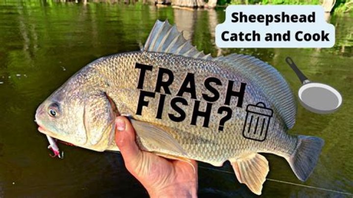 Are Sheepshead Trash Fish