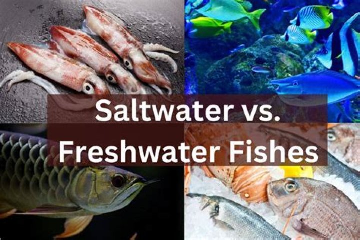 Are Some Fish Fresh And Saltwater