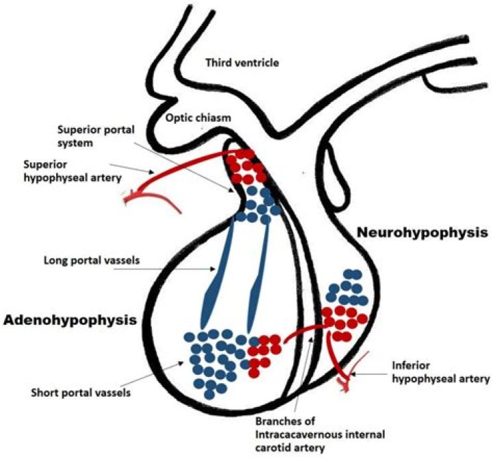Are there capillaries in the adenohypophysis
