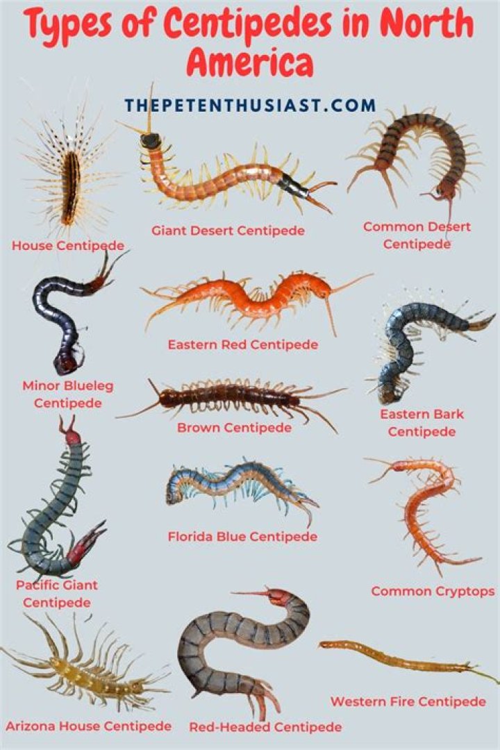 Are there house centipedes in Florida