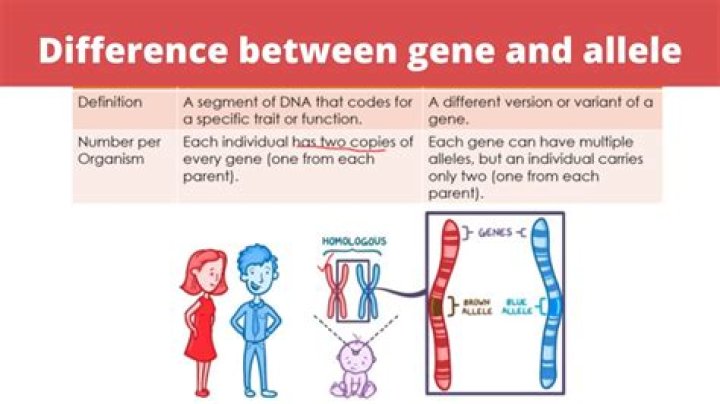 Are there only two alleles for each gene