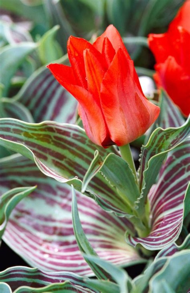 Are tulips perennials - How To Discuss