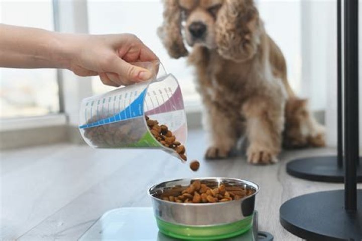 Best dry dog food - How To Discuss