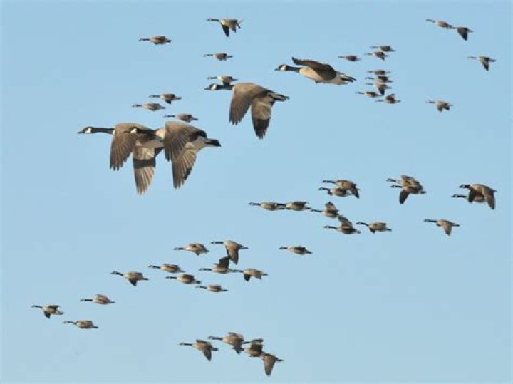 Both Seagulls And Wild Geese Are Large Birds