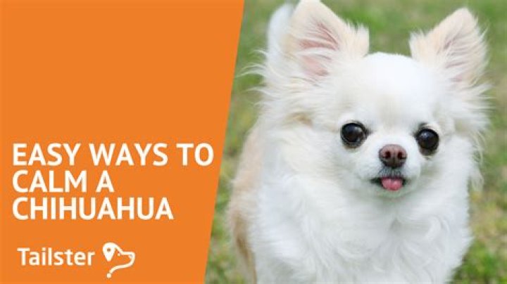 Buff Chihuahua - How To Discuss