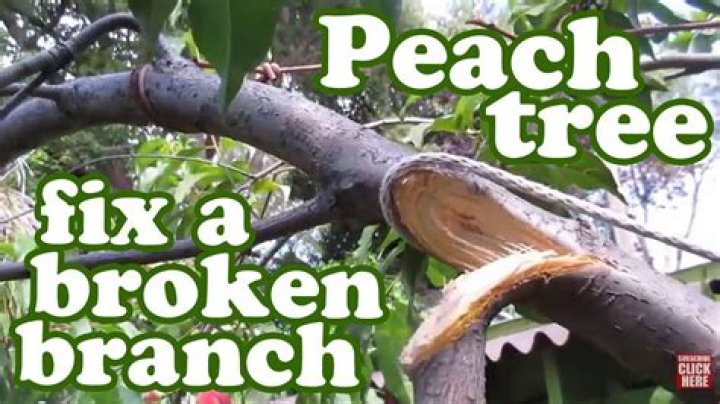 Can a broken tree branch be repaired?