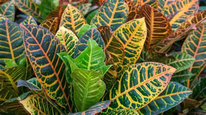 Can a Croton live outside