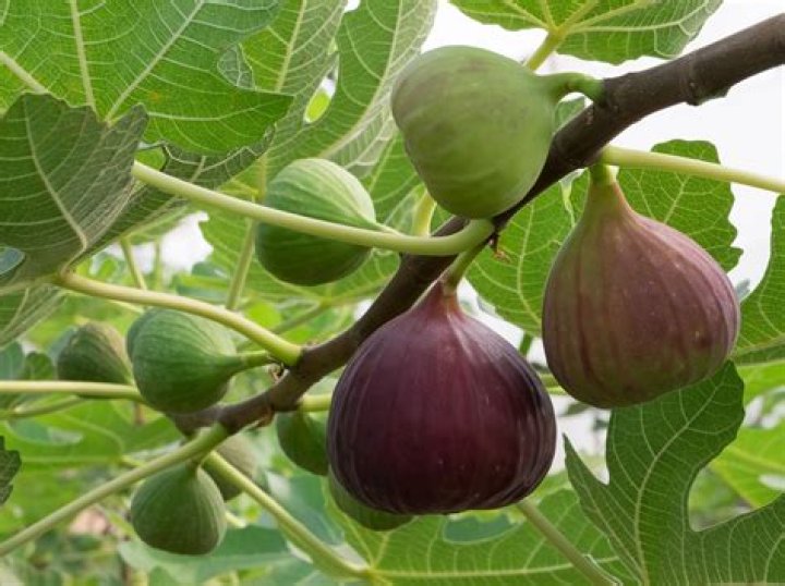 Can a fig tree have leaves without fruit