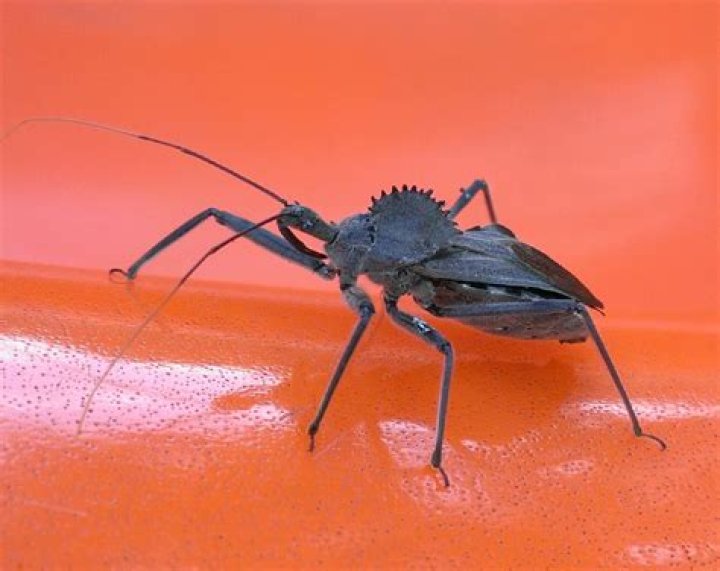 Can a wheel bug kill you