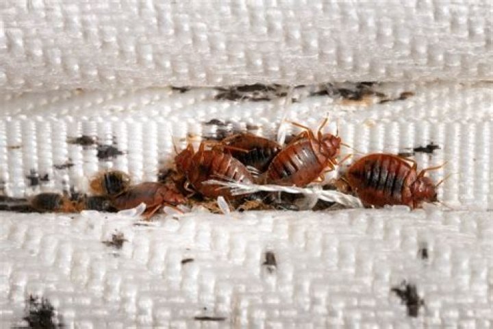 Can Bed Bugs Cause Cancer