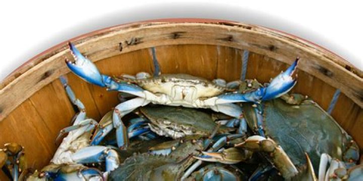 Can Blue Crabs be farm raised