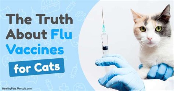 Can cats get influenza