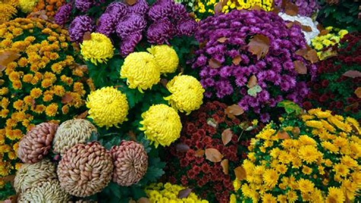 Can chrysanthemums survive frost