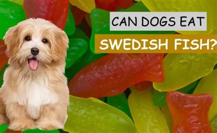 Can Dogs Eat Swedish Fish