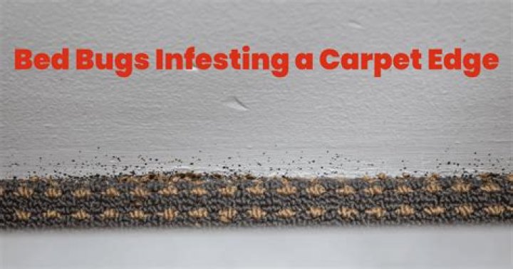 Can dust mites live in carpet