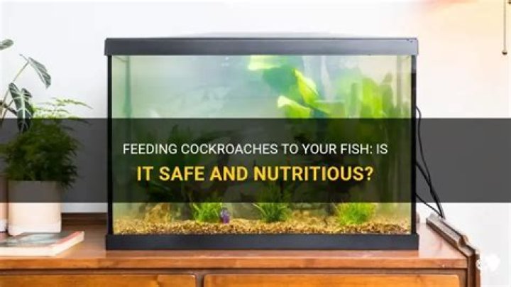 Can I Feed Cockroach To My Fish