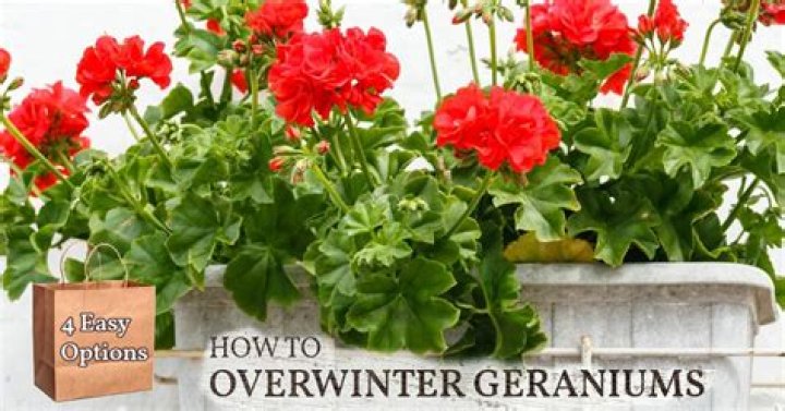 Can I keep geraniums in pots over winter