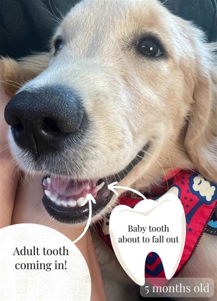 Can I Pull My Dog's Loose Tooth