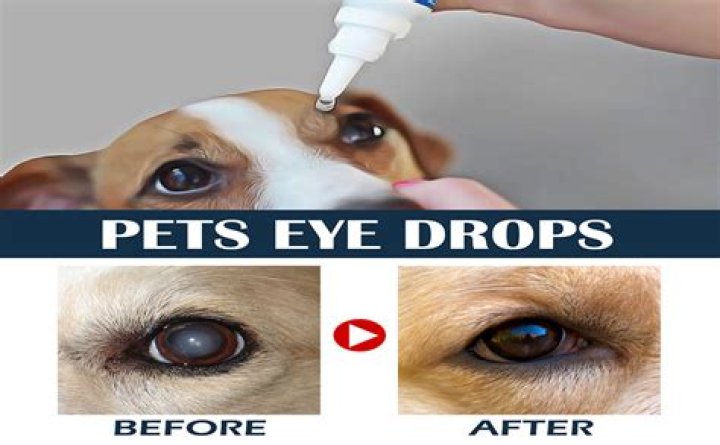 Can I Use Clear Eyes Eye Drops On My Dog