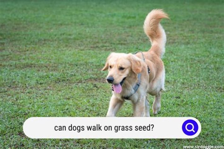 Can my dog walk on grass seed