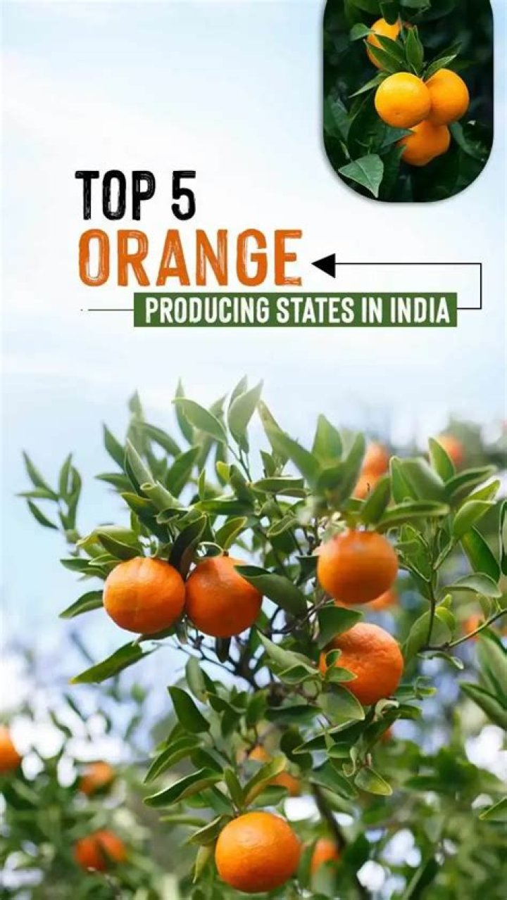 Can Orange grow in tropical climate