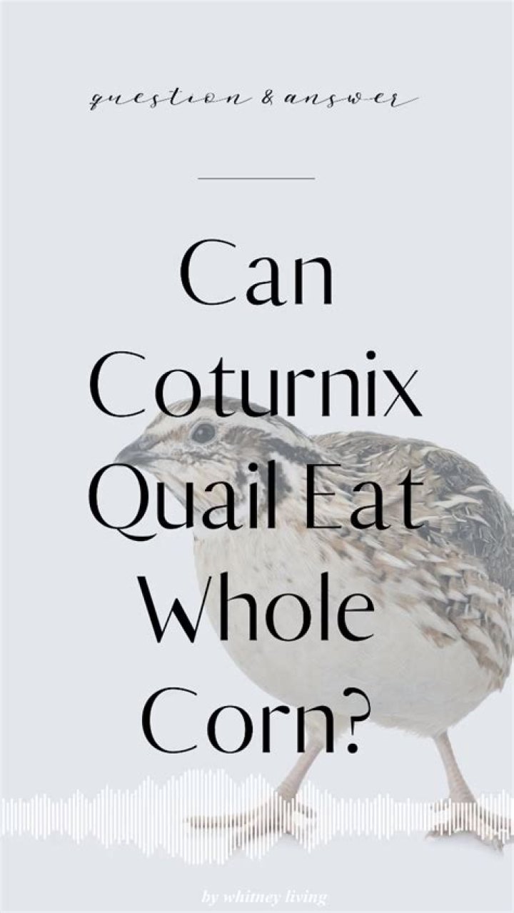 Can quail eat whole corn