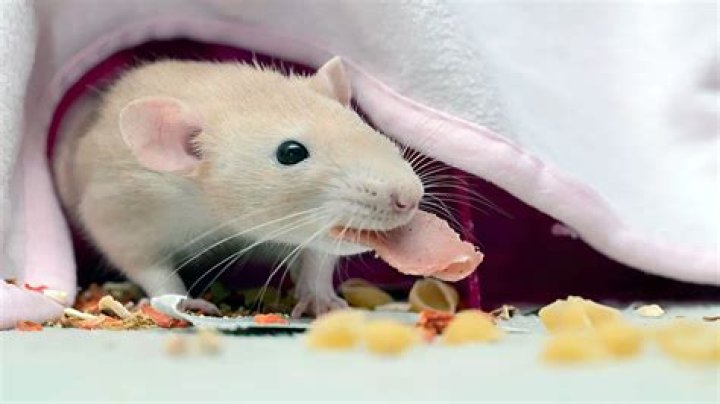 Can Rats Eat Rice - How To Discuss