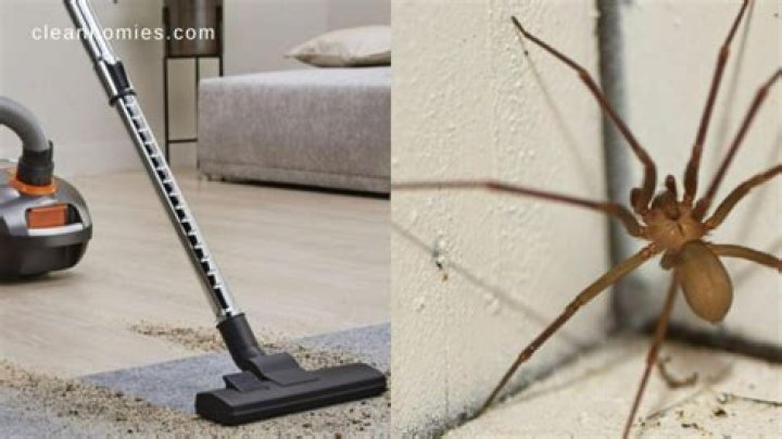 Can spiders survive being vacuumed