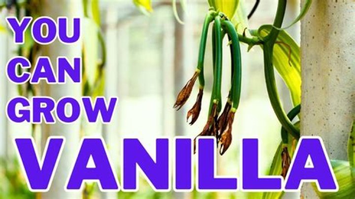 Can vanilla be grown in the US