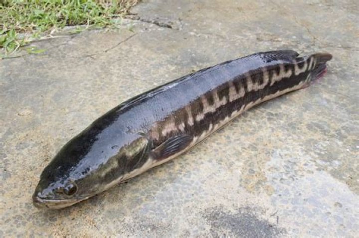 Can you buy snakehead fish