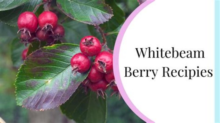 Can you eat whitebeam berries