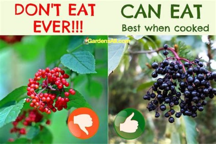 Can you eat wild elderberries