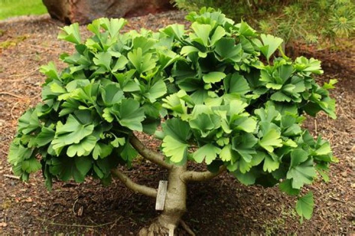 Can you grow ginkgo indoors