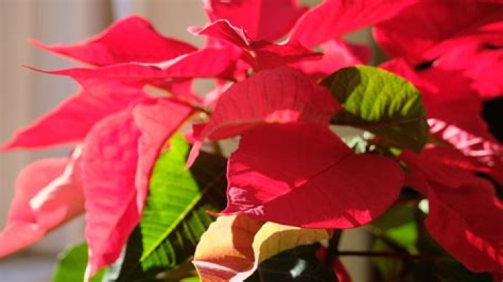 Can you grow poinsettias from seed