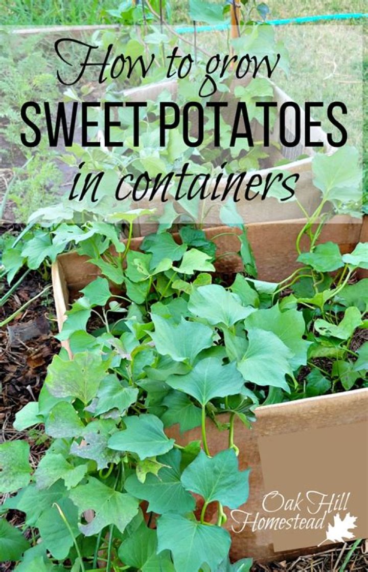 Can you grow sweet potatoes in Seattle