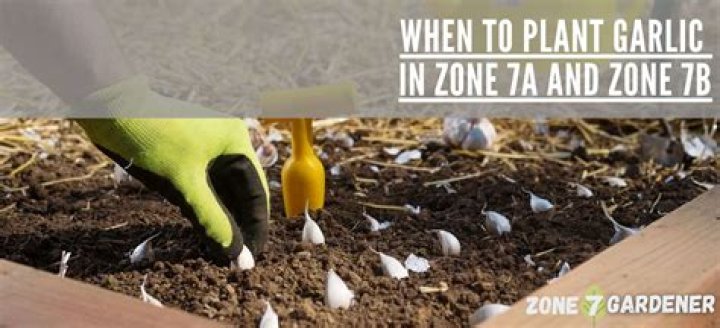 Can you grow tea in Zone 7