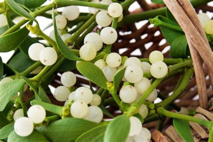 Can you grow your own mistletoe
